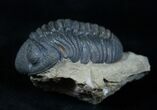 Very Bumpy & Detailed Phacops Trilobite #3907-1